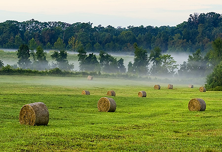 Foggy Morning on a Greene County Farm, VA